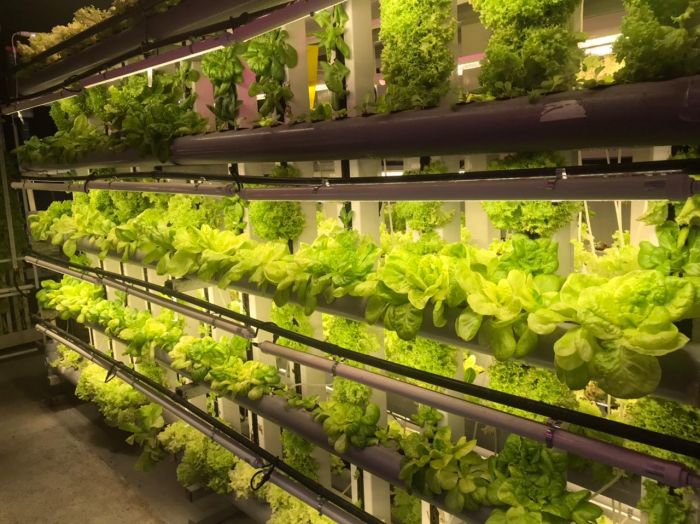 Aquaponic home/office or @restaurant planter