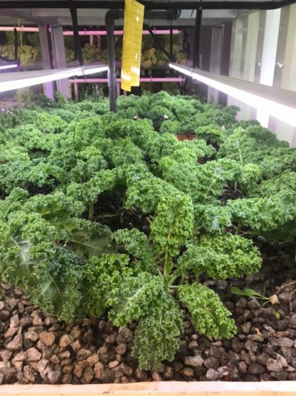 Aquaponic home/office or @restaurant planter